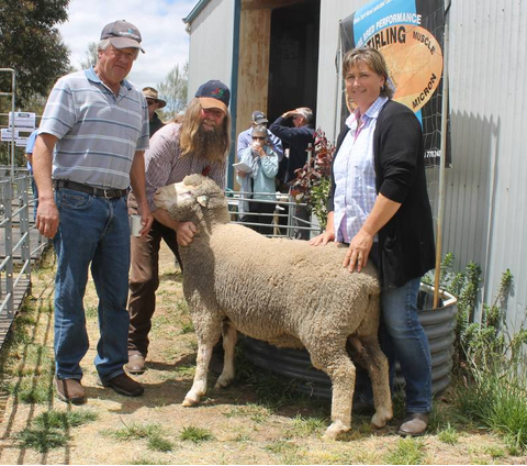 2016 Stirling Sale photo