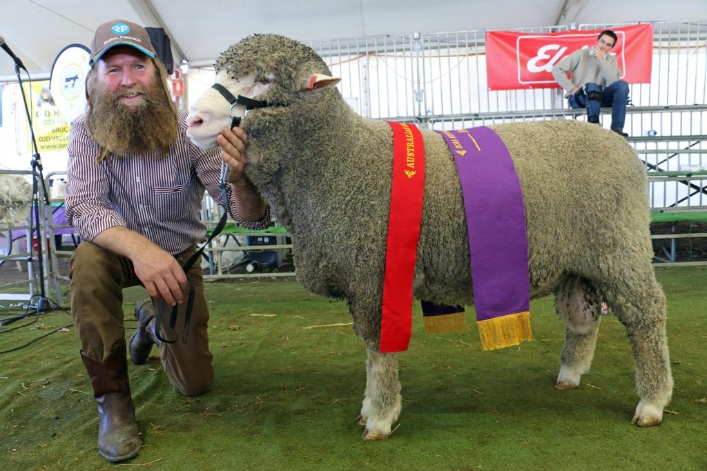 Murray Rogerson, Stirling Dohnes, Glenthompson, Vic, exhibited the reserve grand champion Dohne ram at the Australian Sheep and Wool Show By Outcross Media